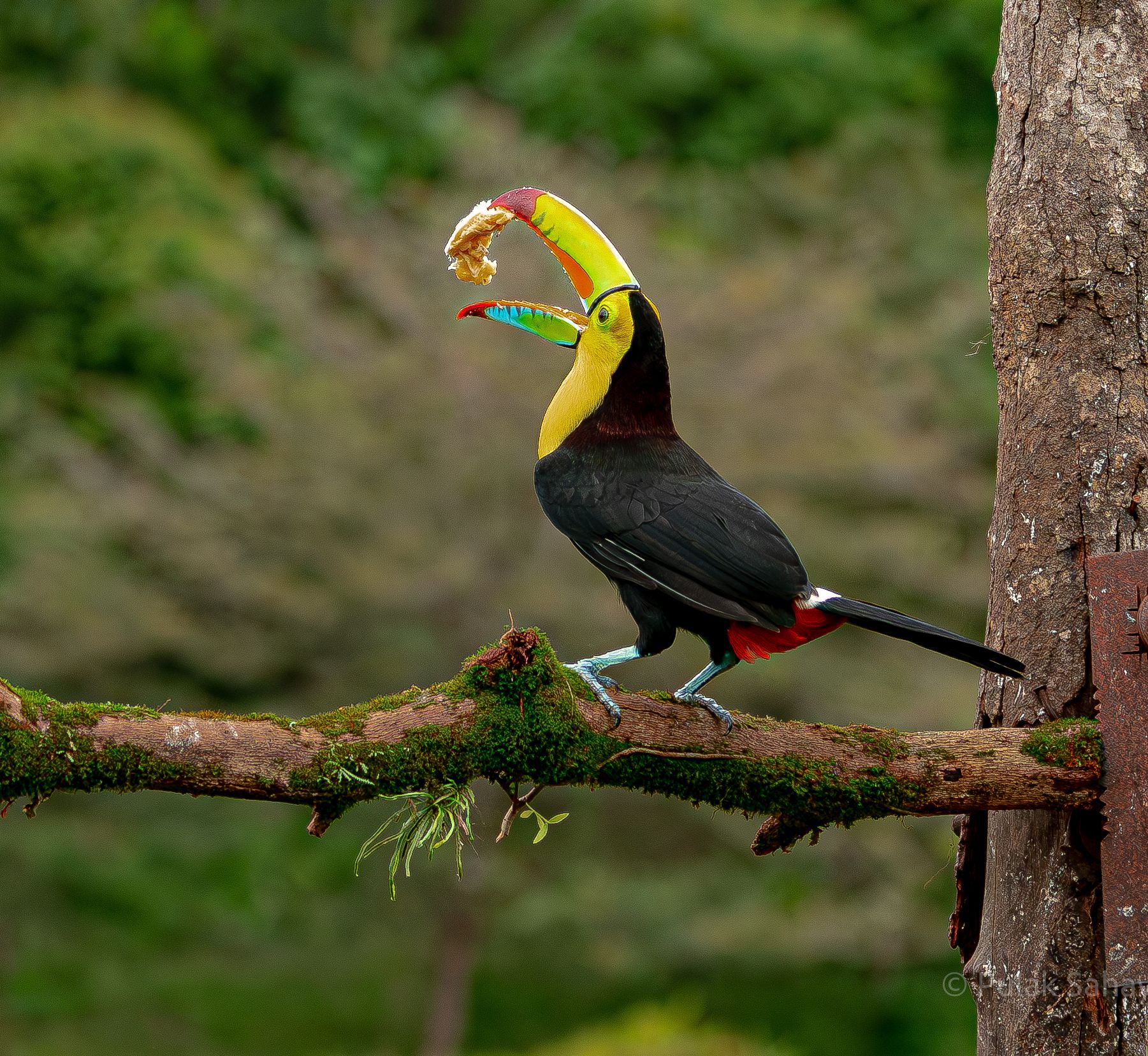 Toucan having a meal